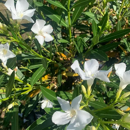 Oase Der Gemuetlichkeit An Den N *